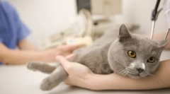 Musculoskeletal cat